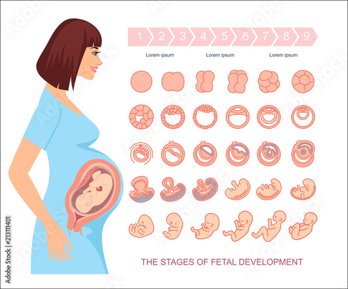 Stages of fetal development. isolated on white background ...