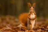 Cute squirrel in autumn colored forest. Beautiful, fast and clever animal. 