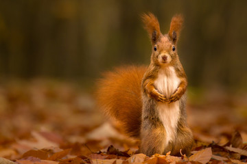 Wall Mural - cute squirrel in autumn colored forest. beautiful, fast and clever animal.