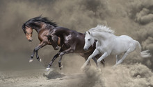Bay, Black And White Horses Runs In The Dust Storm