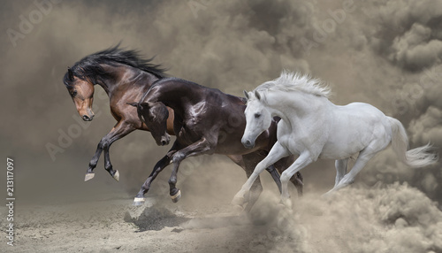 Fotomural Bay, black and white horses runs in the dust storm