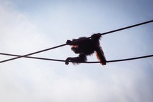 Silhouette Of Orangutan Walking Across Ropes