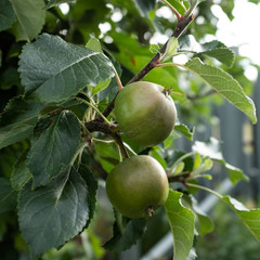 Two apples on apple tree in garden