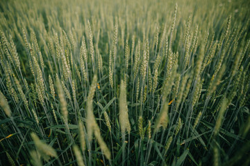 field with green crops landscape summer