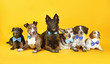 Pack of six mixed dog with bowtie