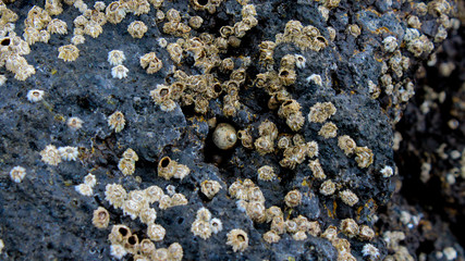 Limpets surrounding conch