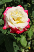 Pale Yellow Rose With Bright Pink Edges
