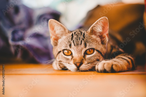 Zdjęcie XXL Kitten Tabby Relaxing