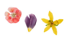 Pressed And Dried Yellow Flower Thladiantha, Transparent Geranium And Petals Of Tulip Flower, Isolated On White Background. For Use In Scrapbooking, Floristry Or Herbarium.