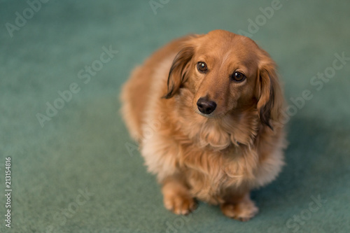A Long Haired Dachshund Dog Against Teal Carpet Buy This Stock