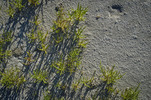 The Little Grass Sprouts Growing Up And Through The Salty Sand Of The Great Salt Lake Floor. 
