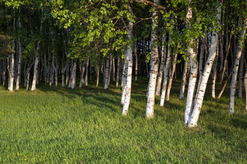 Birch grove with a fresh green grass at sunny day in the morning or evening.