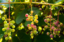 Young Grapes On A Vine