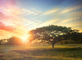Wall Mural - nature background concept: alone tree on meadow sunset.