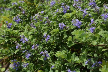 Beach vitex flowers