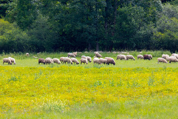 sheep for pasture in the summer, Slovakia