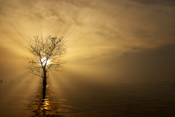 Canvas Print - Silhouette tree in the lake with sunrise