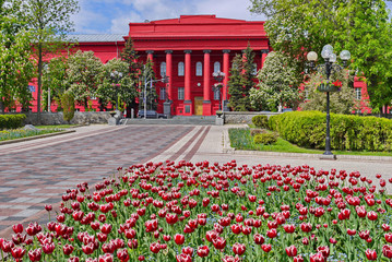 Beautiful, red building of Taras Shevchenko University and white-red tulips in a flowerbed in front of him