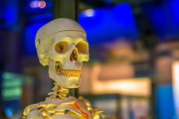 Medical human skeleton model displayed at the Science Museum, London