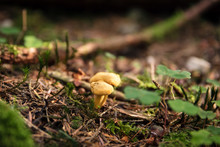 Zwei Kleine Pfifferlinge Im Wald, Pilze Suchen Und Finden
