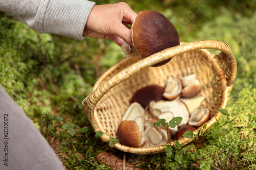 Fotomural Frau legt großen Steinpilz in den Korb, Pilze suchen im Wald