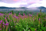 Fototapeta Góry - fog at dawn above the valley with high pink flower flowers between the hills