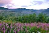 Fototapeta Góry - pink wildflowers against the background of tall green trees, mist-covered hills and a cloudy sky. place of rest, tourism, picnic