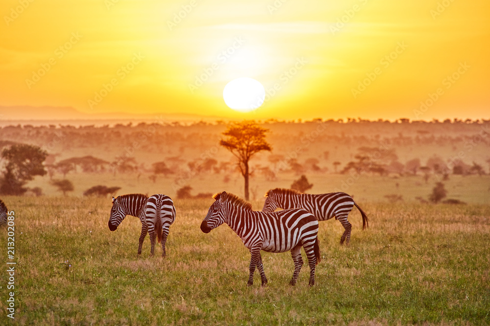 Zebras at sunrise in Serengeti National Park, Tanzania, East Africa - obrazy, fototapety, plakaty 