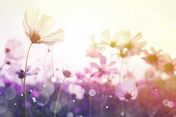 Wall Mural - cosmos flower with bokeh at sunrise morning.