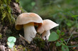 entoloma sinuatum mushroom