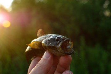 Summer fishing, catch.