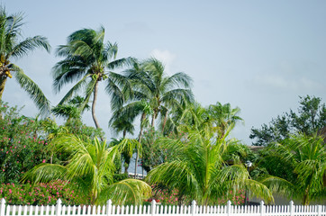 Tropical green trees. Summer, cloud