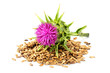 Seeds of a milk thistle with flowers (Silybum marianum, Scotch Thistle, Marian thistle )