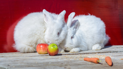 White fluffy bunnies sitting side by side. red background