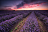 Fototapeta Lawenda - Lavender dream