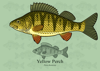 Wall Mural - Yellow Perch. Vector illustration with refined details and optimized stroke that allows the image to be used in small sizes (in packaging design, decoration, educational graphics, etc.)