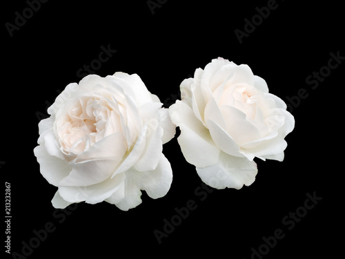 Two white roses © alesikka
