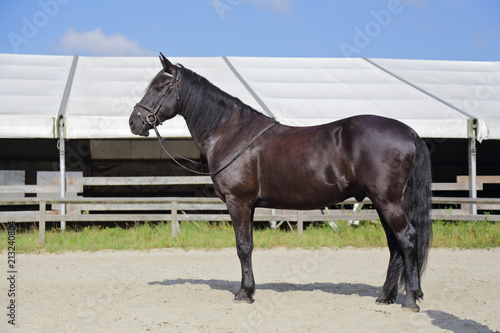 Photographie cheval noir croisement Alençon et pur sang arabe