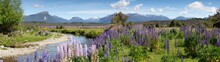 Panoramic View Of A Small River And Mountain Range Approaching The Fiordland Area Of New Zealand. Focus Is On The Mid Range Purple Foxglove Plants.