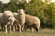Lambs are on the field - summer landscape