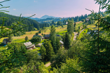 Wall Mural - Carpathian village with high fir trees in the foreground