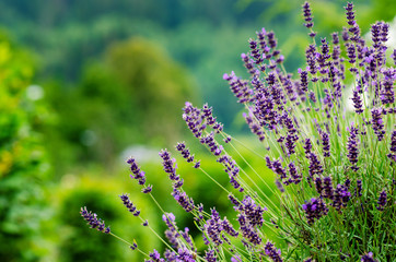 Honey bee on a lavender and collecting polen. Flying honeybee. One bee flying during sunshine day. Insect. Lavenders field with beautiful sunlight.