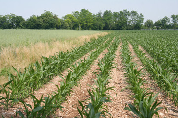 Corn plants growing in the field 