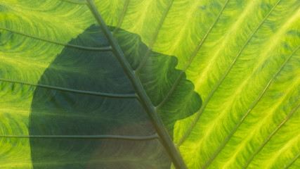 Beautiful woman silhouette on a tropical leaf background. Healthy life. Purity