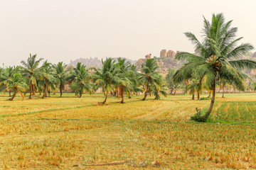 Wall Mural - Palm trees on rice plantations in Hampi, Karnataka, India