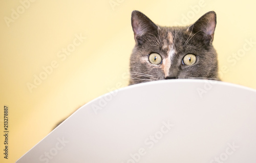 A Dilute Calico Domestic Shorthair Cat Peeking Over A Ledge Buy