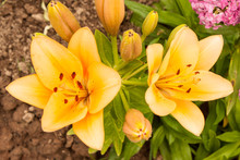Two Orange Lily On A Branch In A Flower Bed. Indian Diamond. Photo Format Horizontal