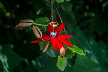 Red Passion Flower (Passiflora Vitifolia) in the lush green jungle of the Caribbean coast of Costa Rica