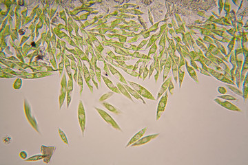 Microscopic organisms from the pond. Euglena Gracilis
