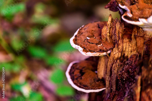 Fotografia, Obraz Red-belt conk or Fomitopsis pinicola close